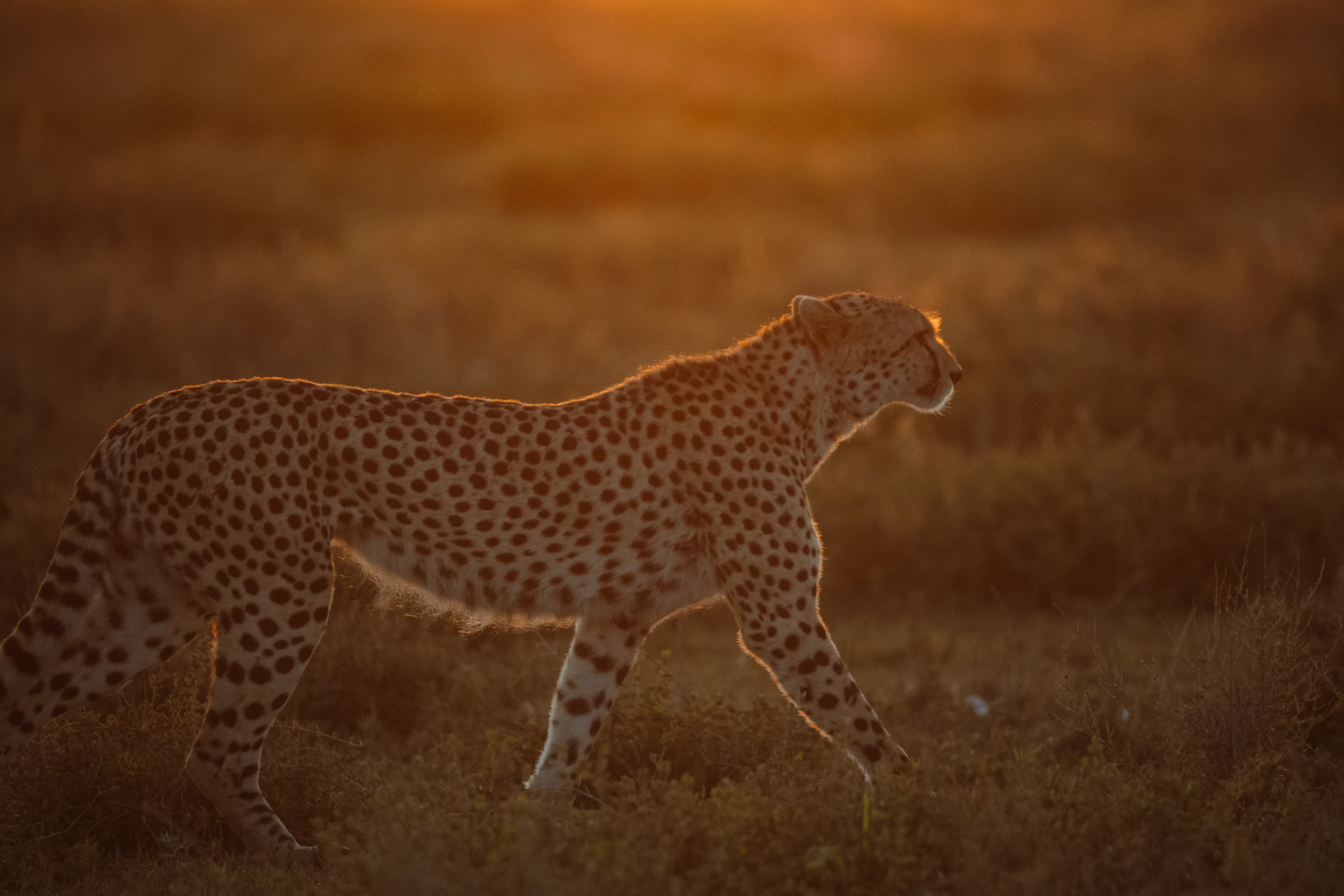 Wild Rhythms Safaris – Explore Tanzania’s Wildlife, Culture & Peaks Wild Rthythms Safaris