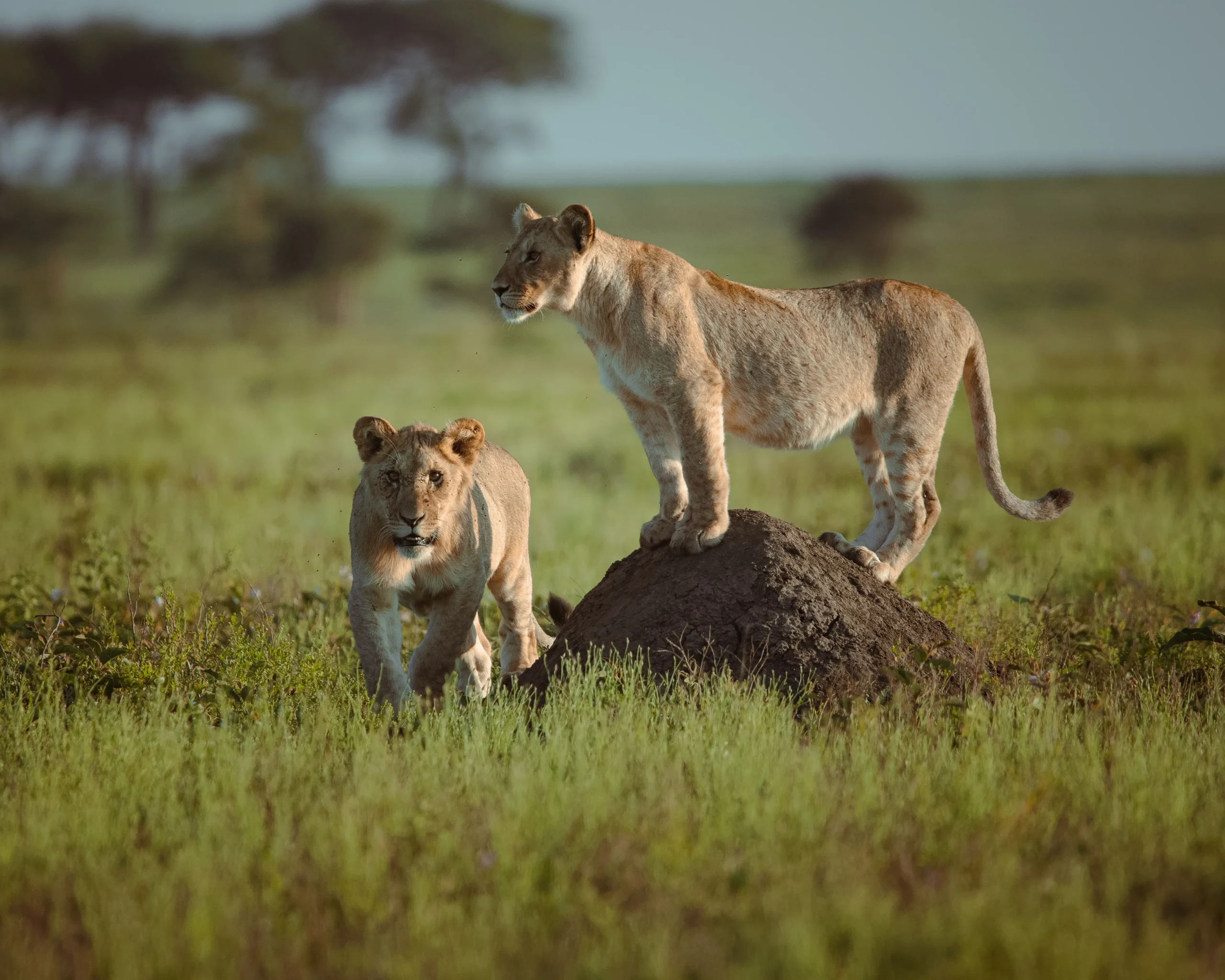 Wild Rhythms Safaris – Explore Tanzania’s Wildlife, Culture & Peaks Wild Rthythms Safaris