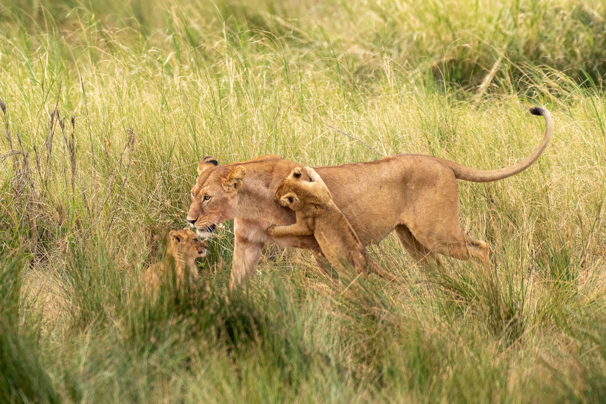 Tanzania Safari Tours | Luxury Wildlife, Kilimanjaro & Beach Packages Wild Rthythms Safaris