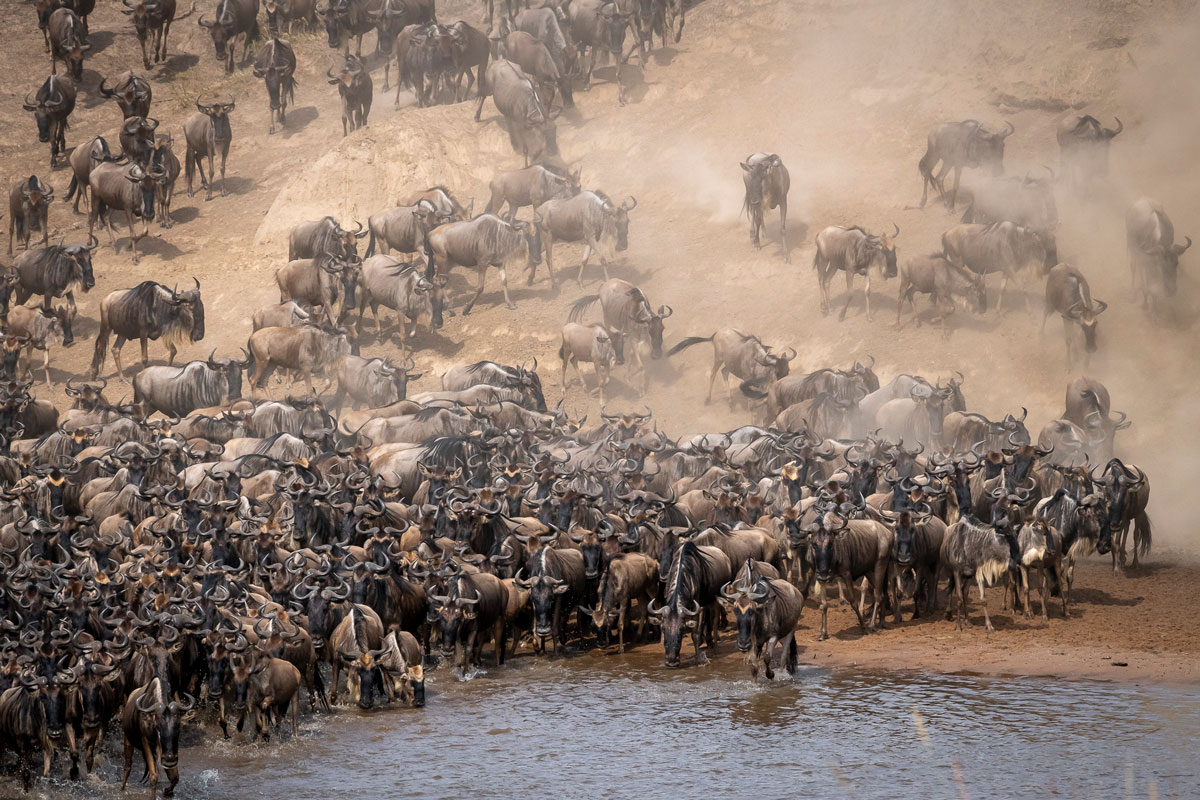 Tanzania Safari Tours | Luxury Wildlife, Kilimanjaro & Beach Packages Wild Rthythms Safaris