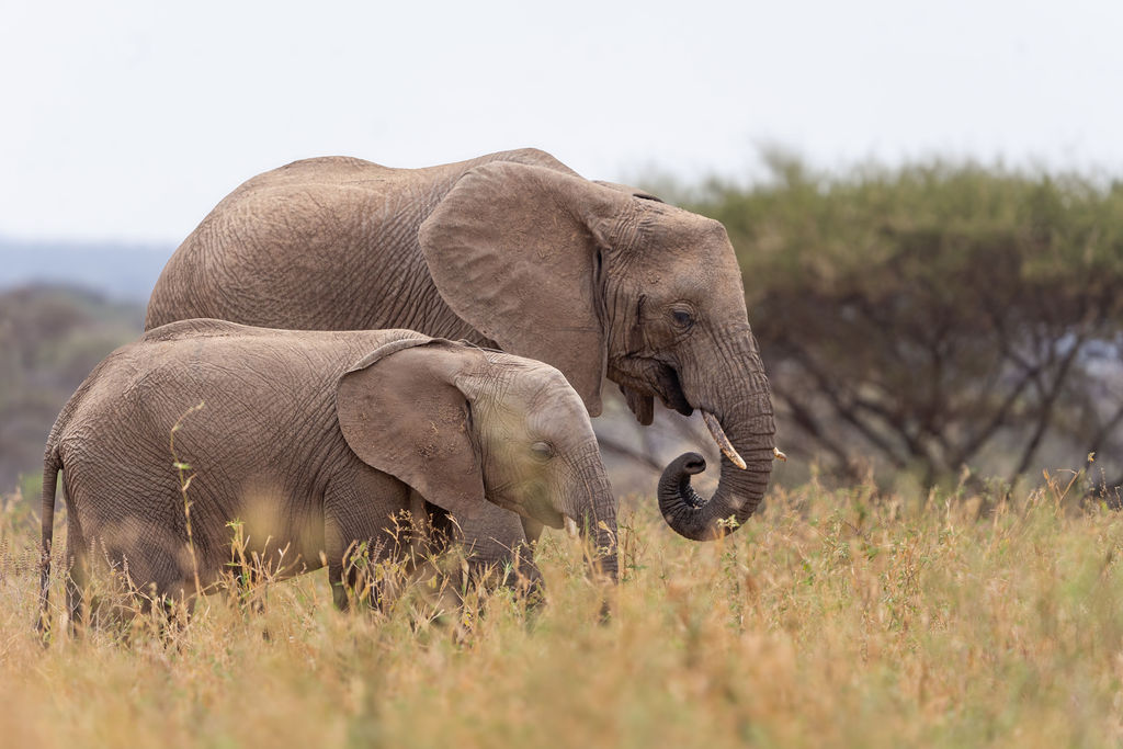 Tanzania Safari Tours | Luxury Wildlife, Kilimanjaro & Beach Packages Wild Rthythms Safaris