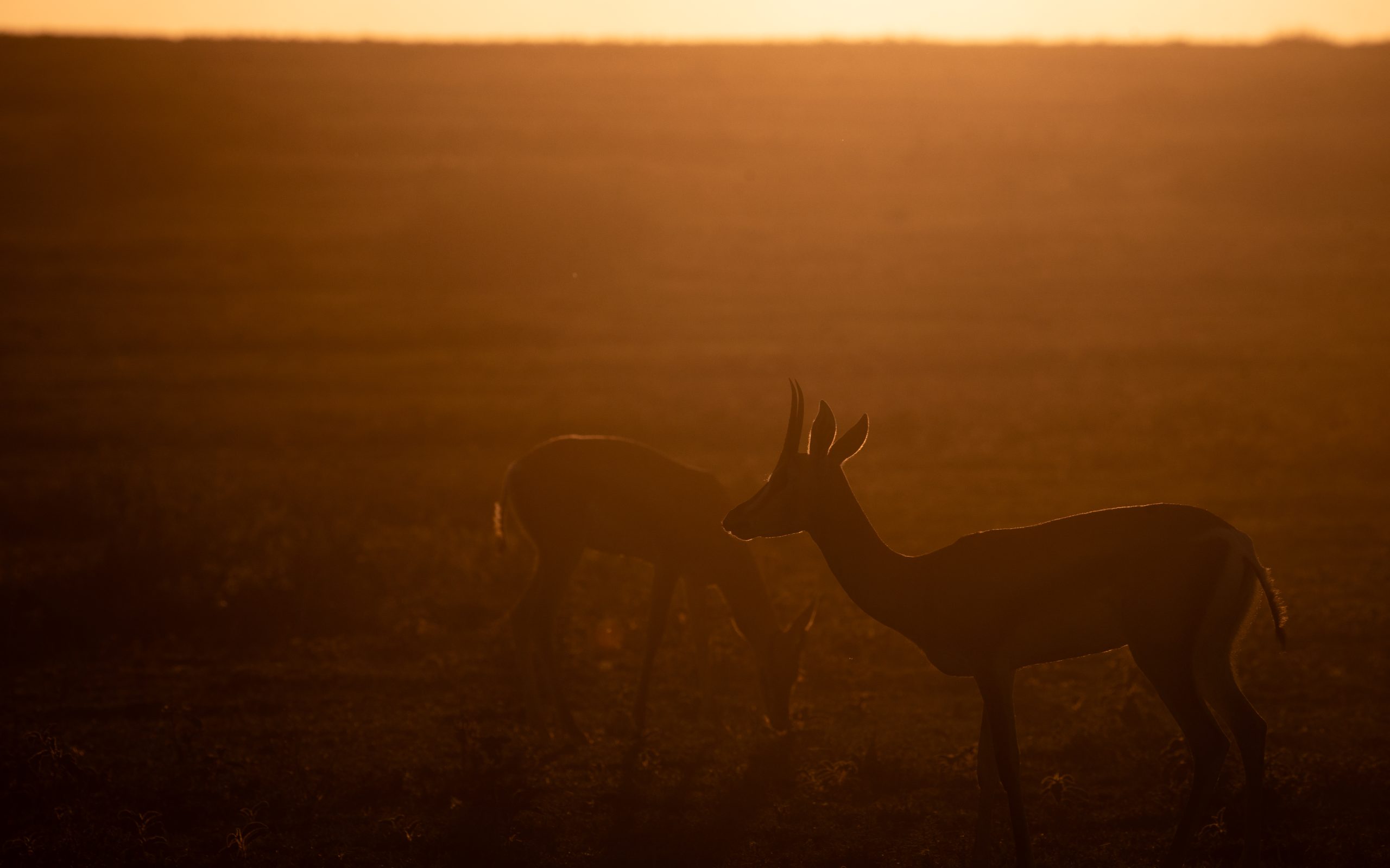 Travel Blog & Safari Tips from Wild Rhythms Safaris Wild Rthythms Safaris