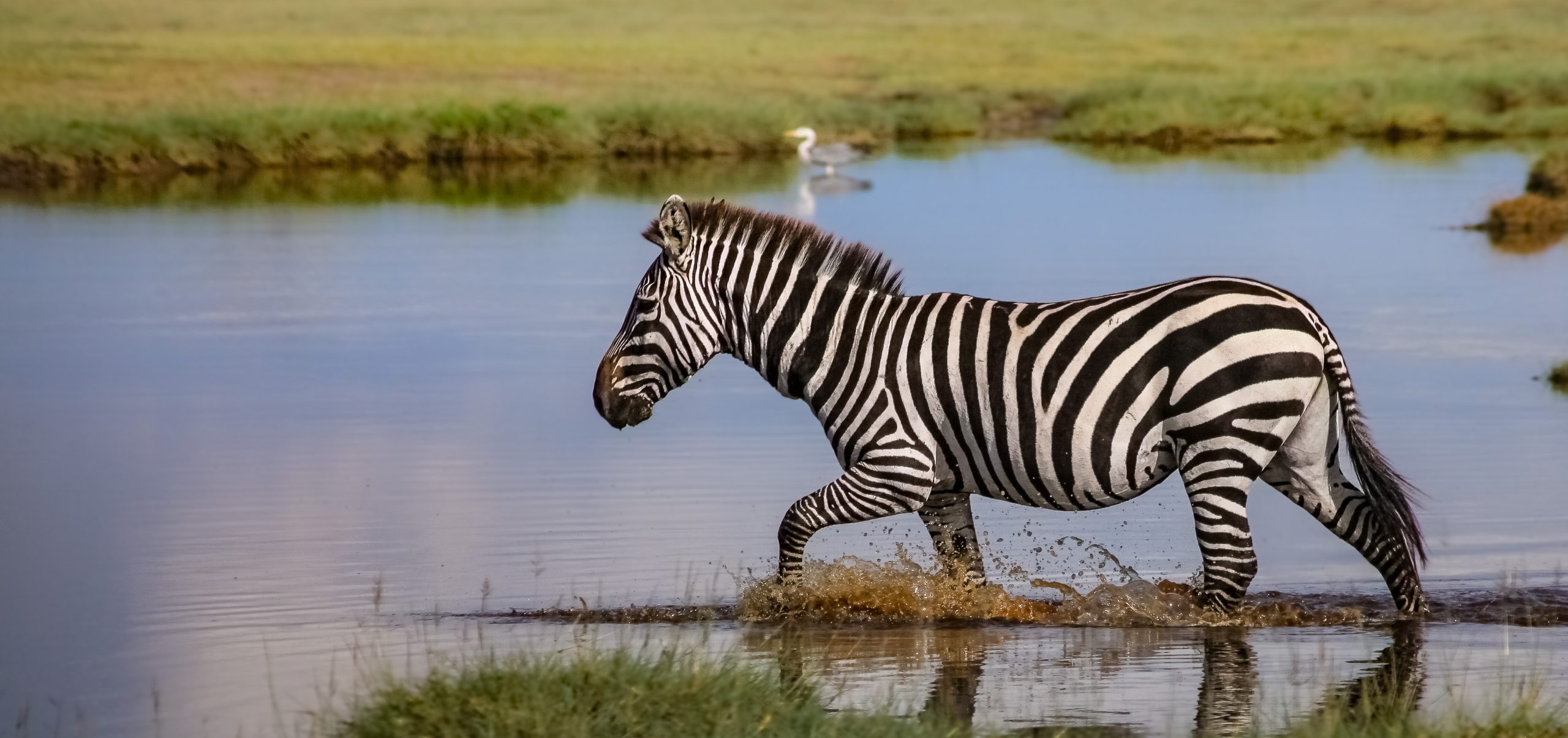 Wild Rhythms Safaris – Explore Tanzania’s Wildlife, Culture & Peaks Wild Rthythms Safaris