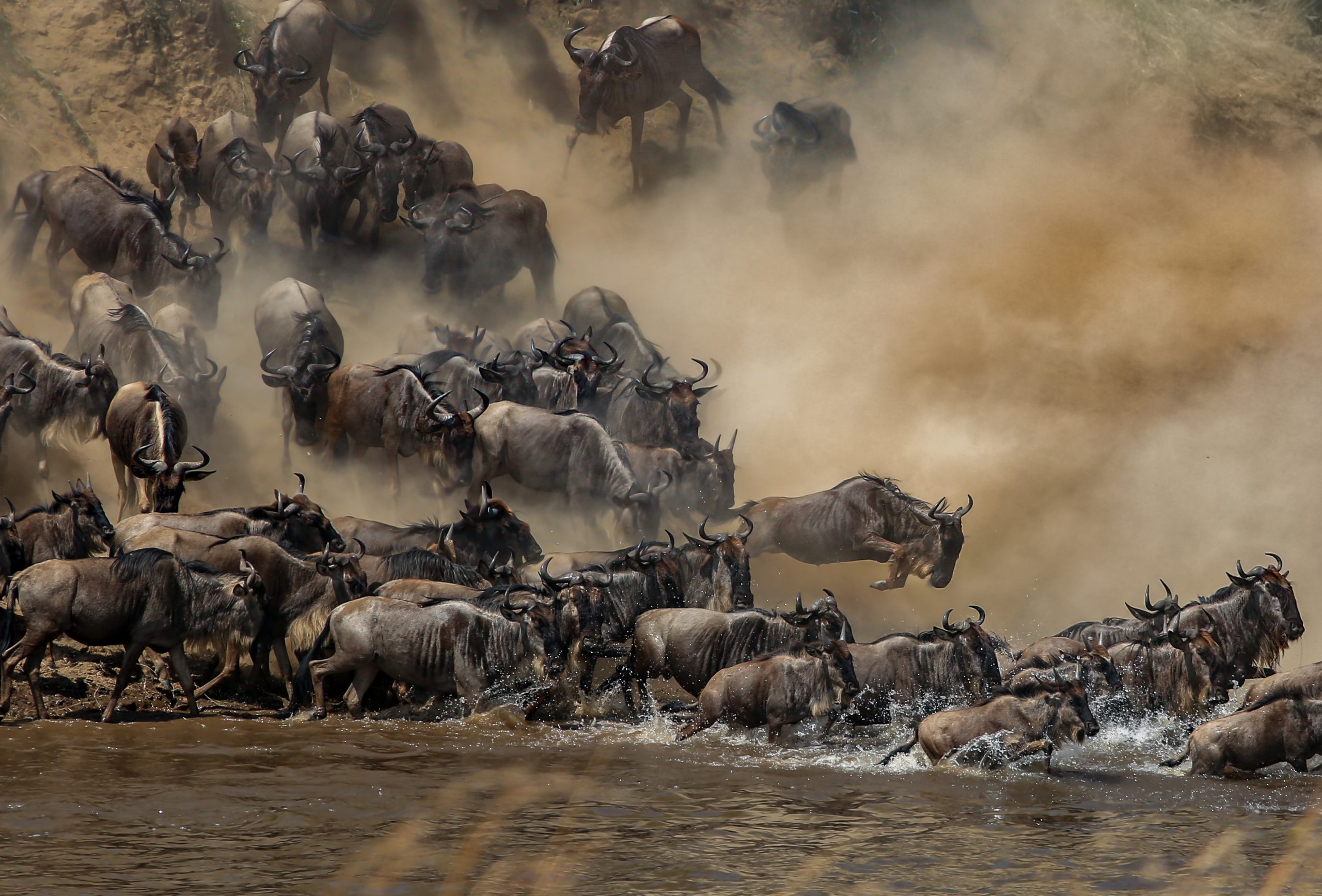 Wild Rhythms Safaris – Explore Tanzania’s Wildlife, Culture & Peaks Wild Rthythms Safaris