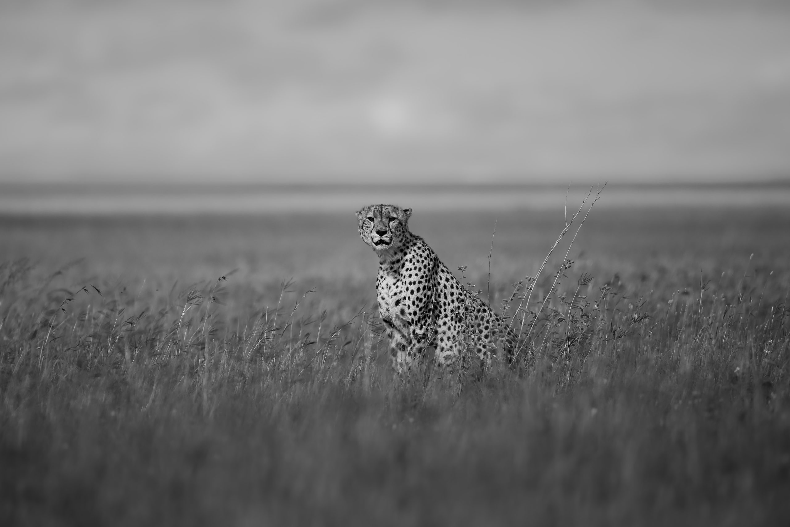 Wild Rhythms Safaris – Explore Tanzania’s Wildlife, Culture & Peaks Wild Rthythms Safaris