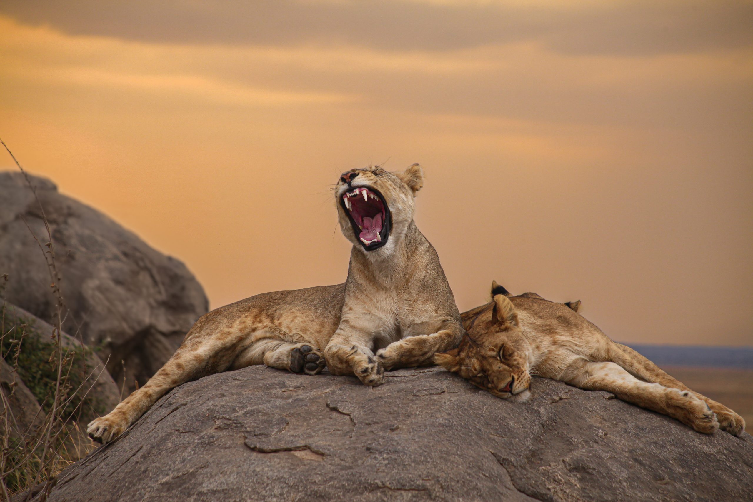 Wild Rhythms Safaris – Explore Tanzania’s Wildlife, Culture & Peaks Wild Rthythms Safaris