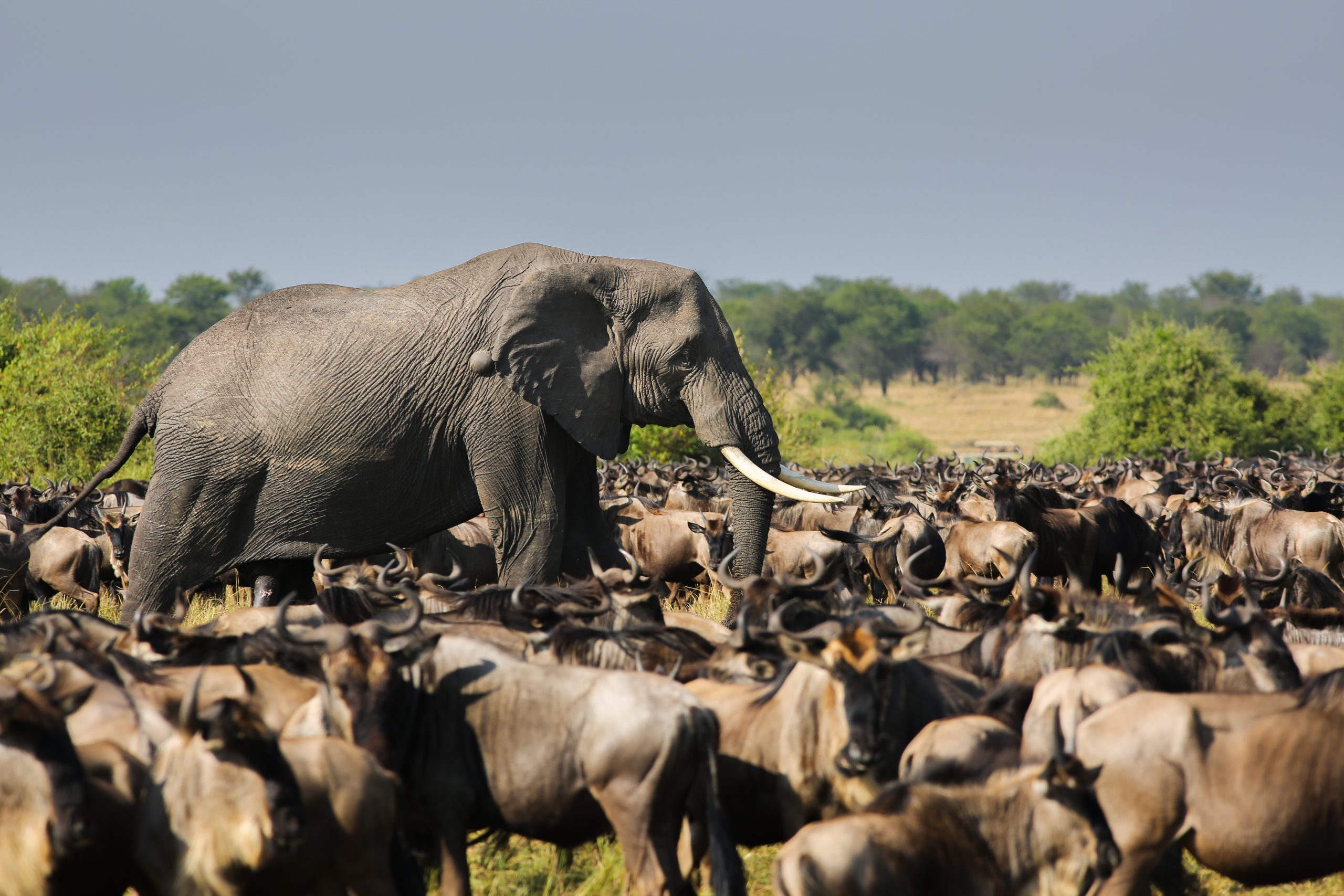 Wild Rhythms Safaris – Explore Tanzania’s Wildlife, Culture & Peaks Wild Rthythms Safaris