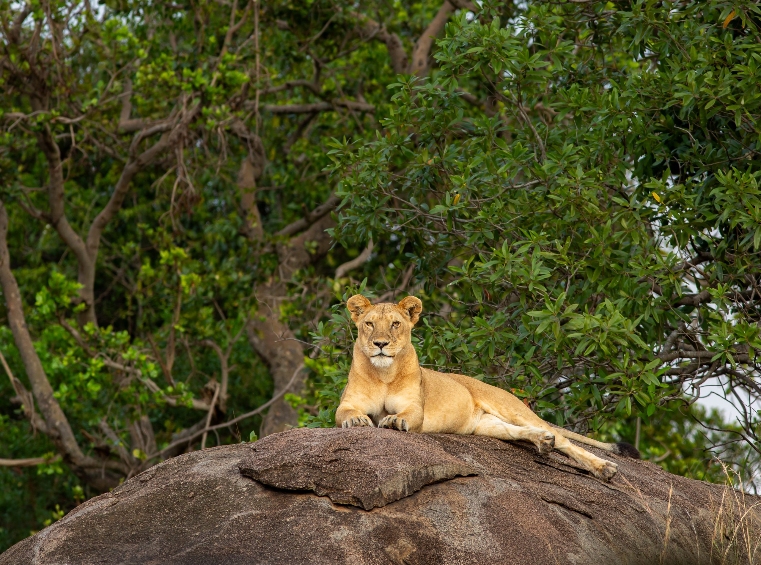 Wild Rhythms Safaris – Explore Tanzania’s Wildlife, Culture & Peaks Wild Rthythms Safaris