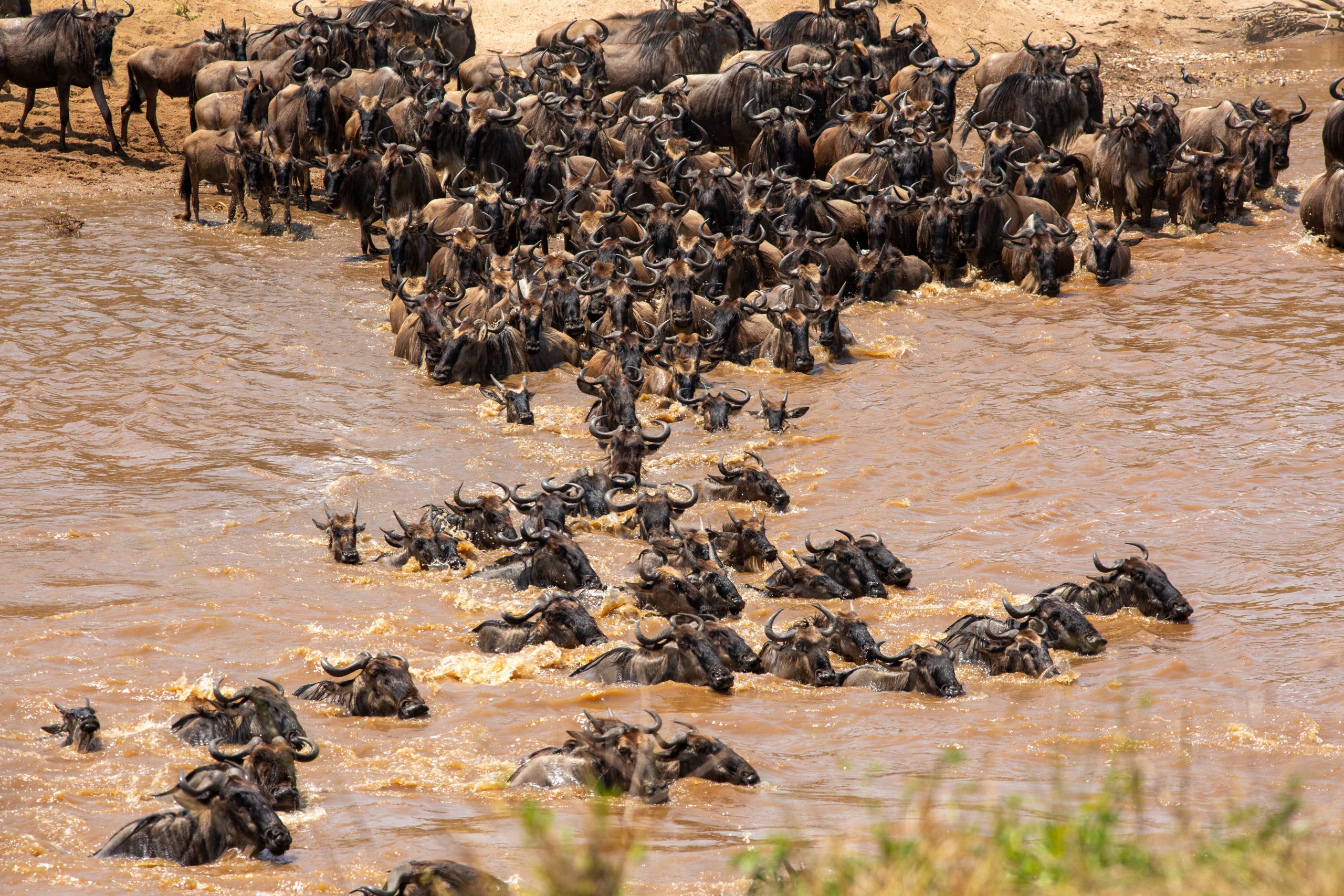 Tanzania Safari Tours | Luxury Wildlife, Kilimanjaro & Beach Packages Wild Rthythms Safaris